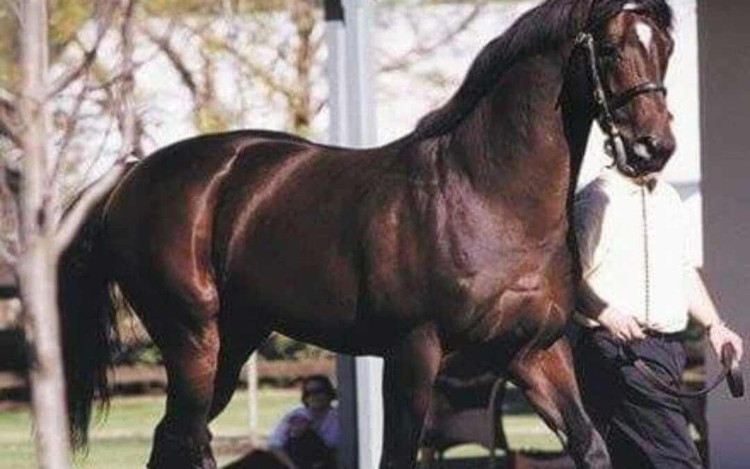 Winning Brew, el caballo más rápido del mundo