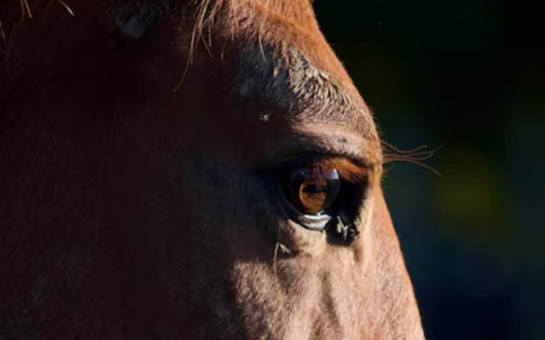 Acuerdo histórico entre Irlanda y China