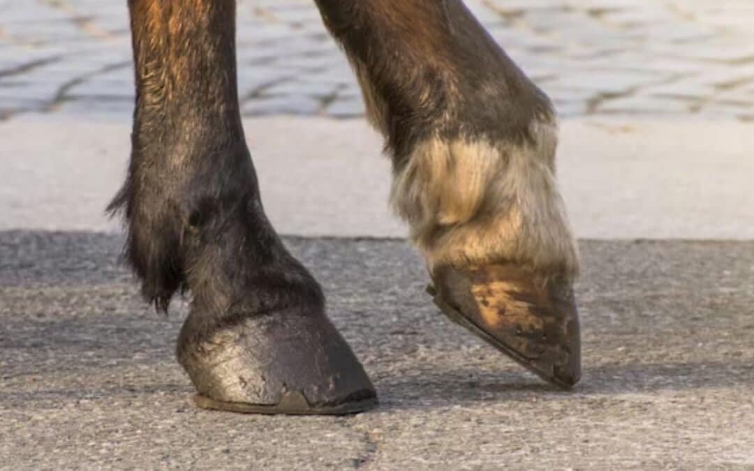 Algunos consejos para evitar la sequedad en los cascos de tu caballo 