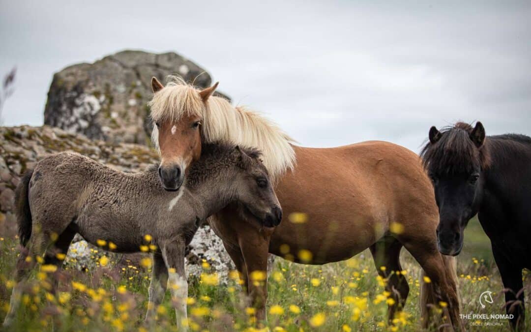 Por primera vez en un siglo nace un potro feroés
