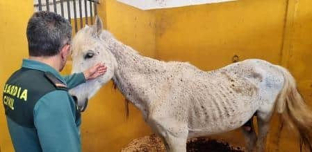 Investigan a un propietario de siete caballos en Oliva, Valencia