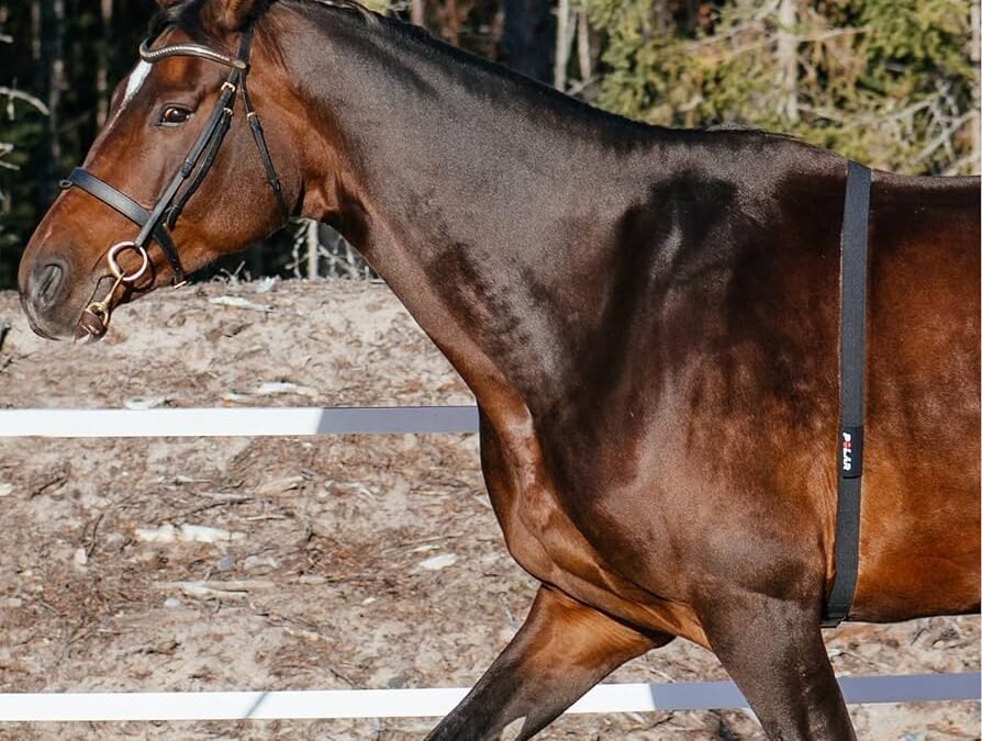 El pulsómetro. Una herramienta muy útil para optimizar el rendimiento de los caballos.