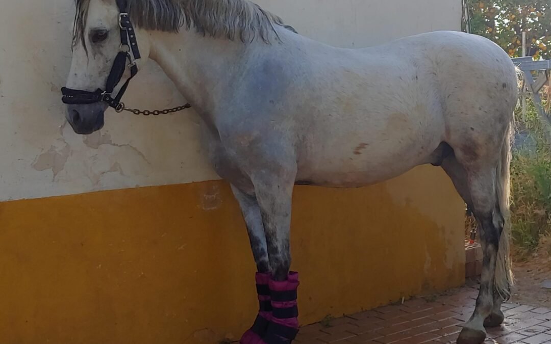Protectores de hielo. Qué son y cómo funcionan