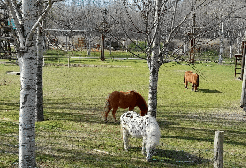 La hípica del Parque del Agua de Zaragoza será demolida