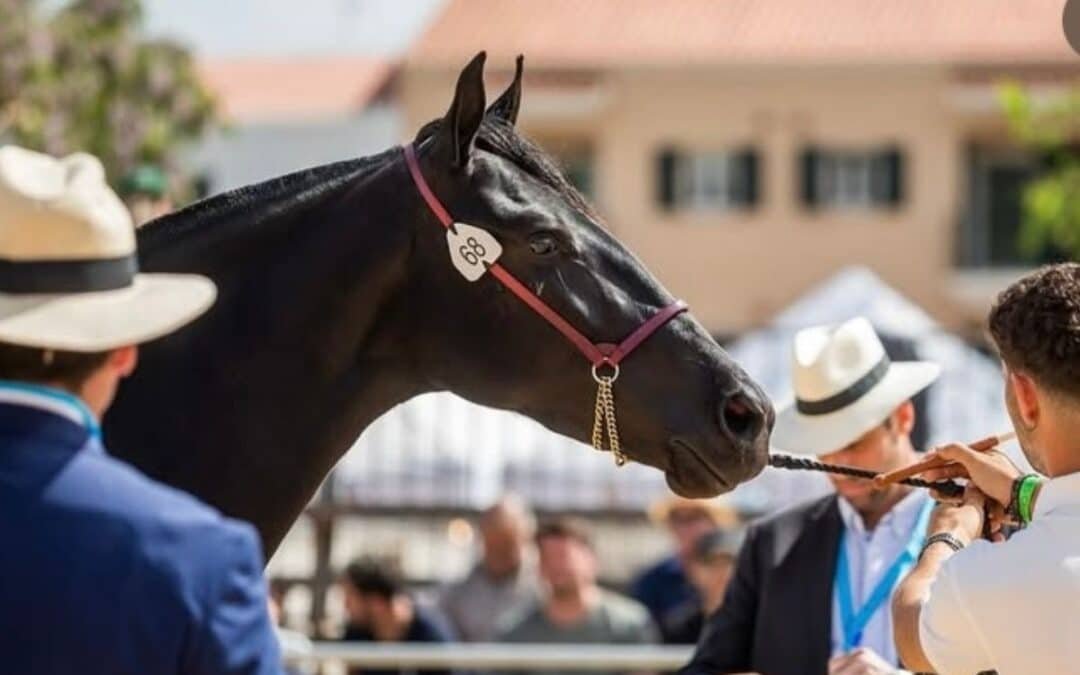 Internacionalización del caballo menorquín