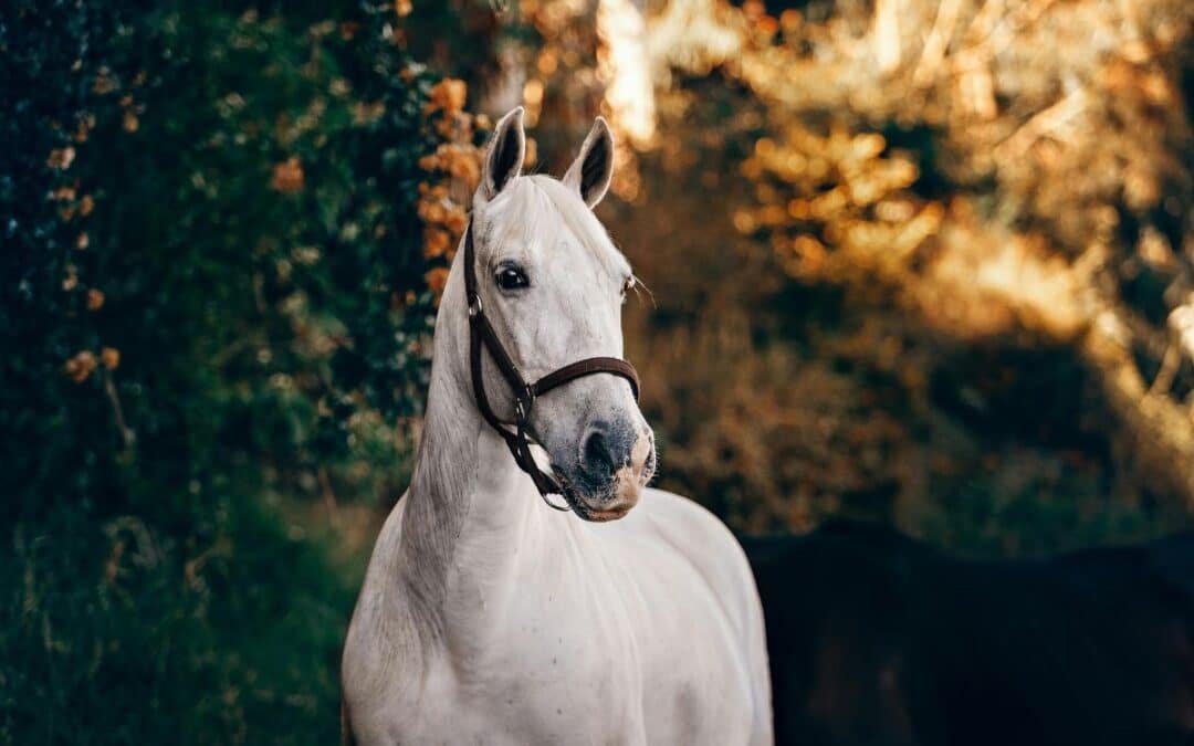 Se celebró la primera Feria del Caballo en el corazón de Alt Maestrat
