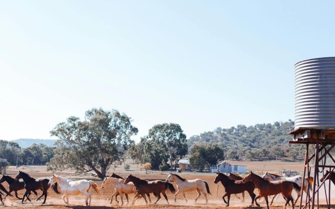 Problemas con los caballos salvajes en Galicia