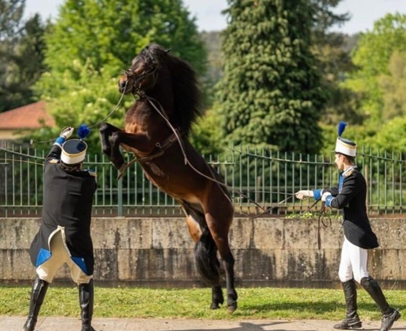 Nuevos nacimientos de caballos de Pura Raza Galega