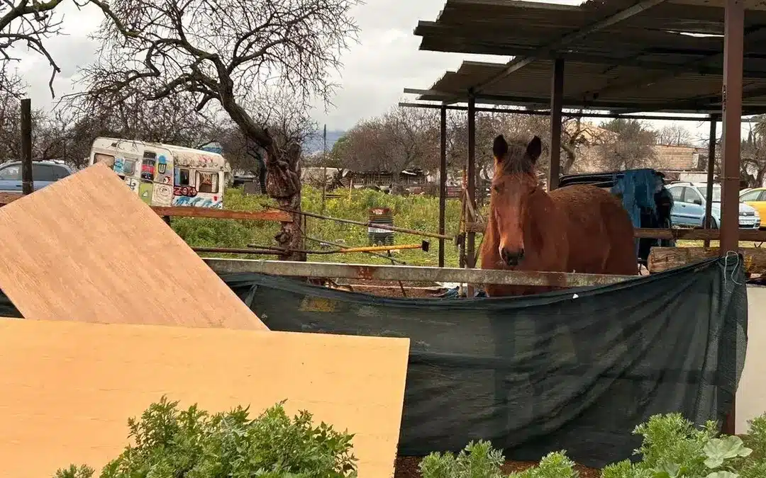 Pésimo estado de los caballos en Palma