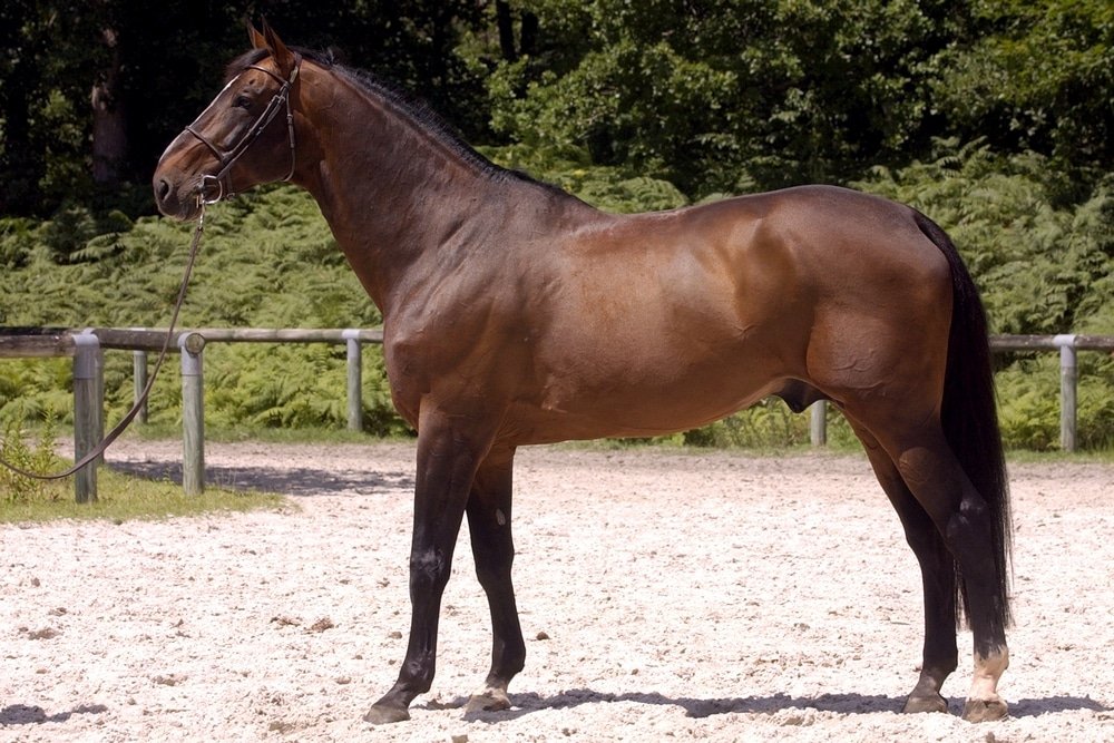 El impacto del abuelo materno: ¿Quién ha liderado desde 2015?