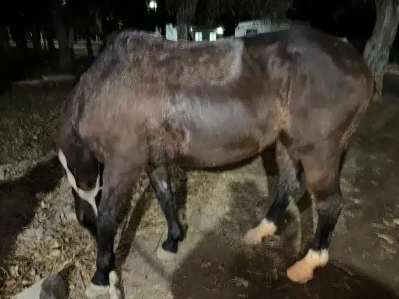 Herido un caballo tras caer a un canal en Argentina