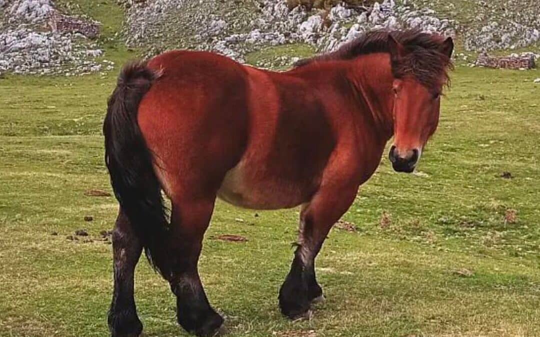 Homenaje a los caballos de los vacceos: Thieldón