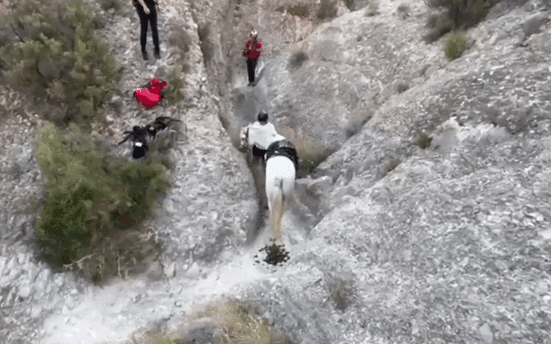 Rescatado un caballo atrapado en un paso canadiense en Albatera