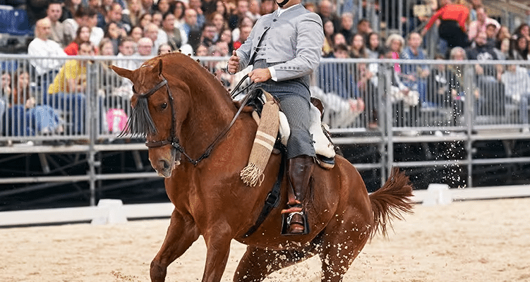 Todo listo para la Copa del Rey de Doma Vaquera