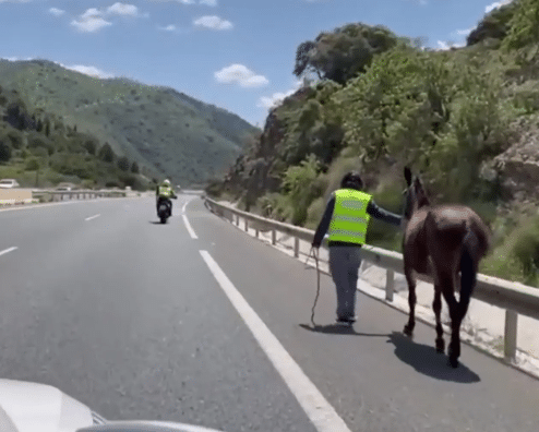 La importancia de tener un seguro para tu caballo