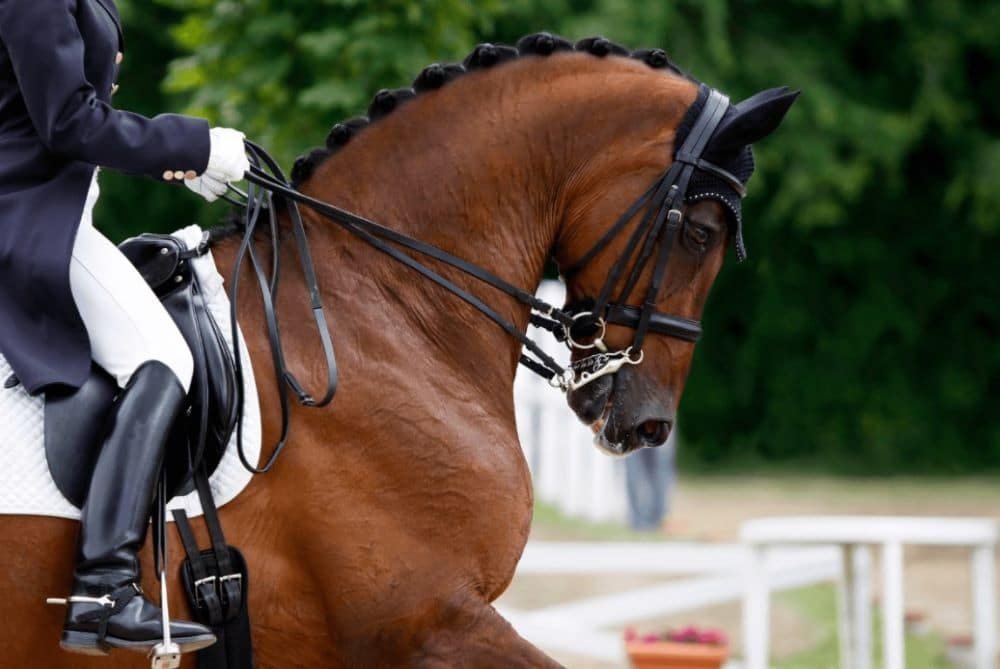 Tres nacionales de Salto y otros tres de Doma el próximo fin de semana