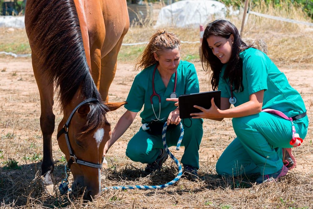 España lidera un estudio para la reducción del fallecimiento por anestesia en operaciones en caballos 