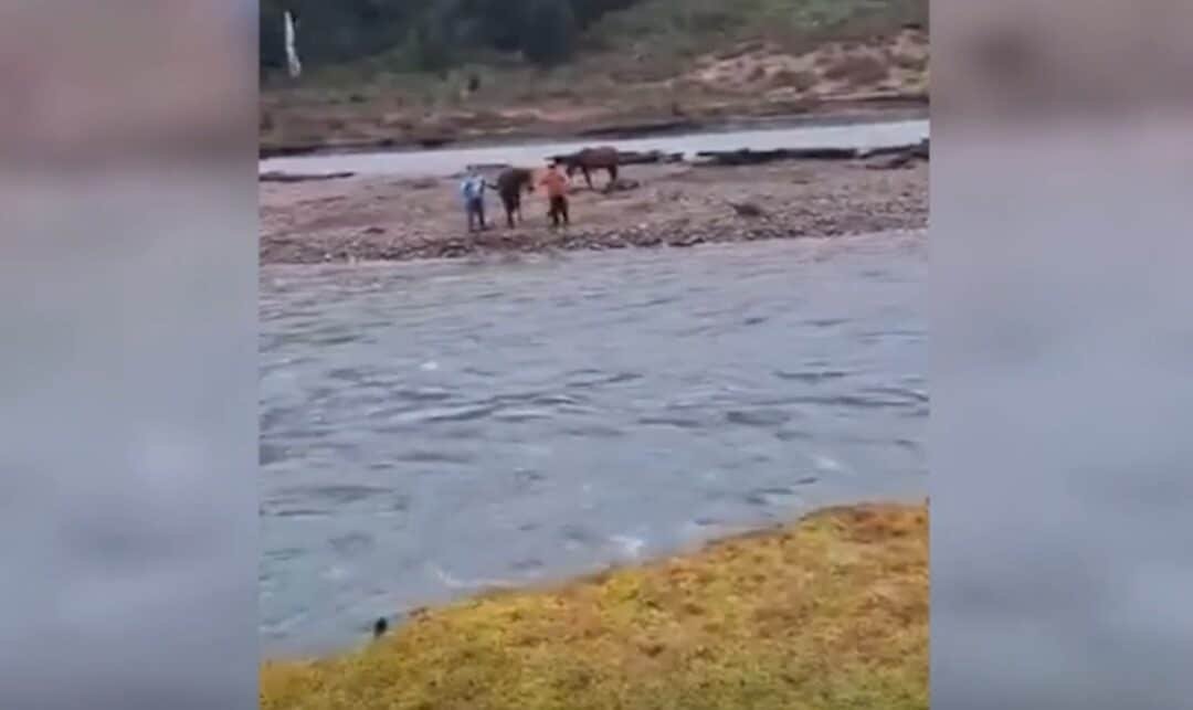 Apresurado rescate de dos caballos atrapados en una riada en Chile