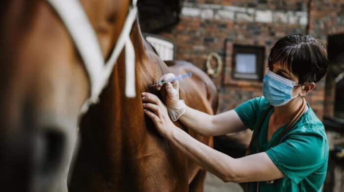 Retirado un medicamento veterinario para caballos