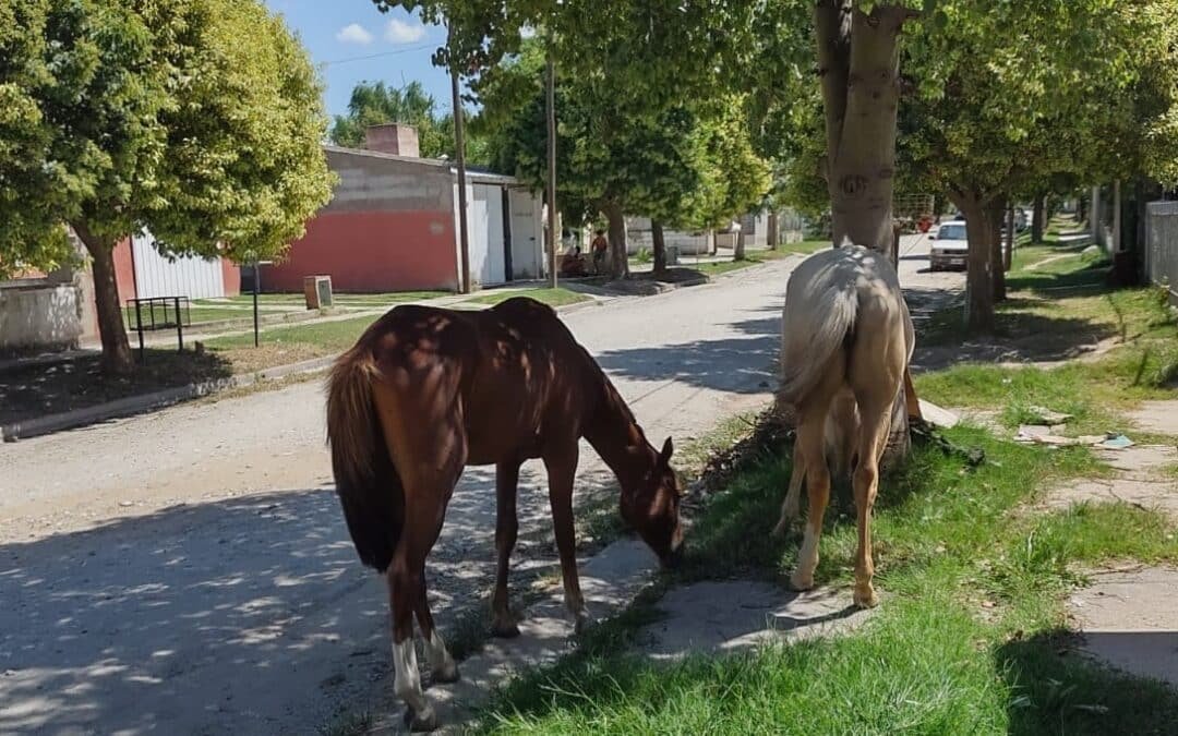 Caballos sueltos por medio de las vías públicas en Colombia, lo que recientemente sucedió en Asturias