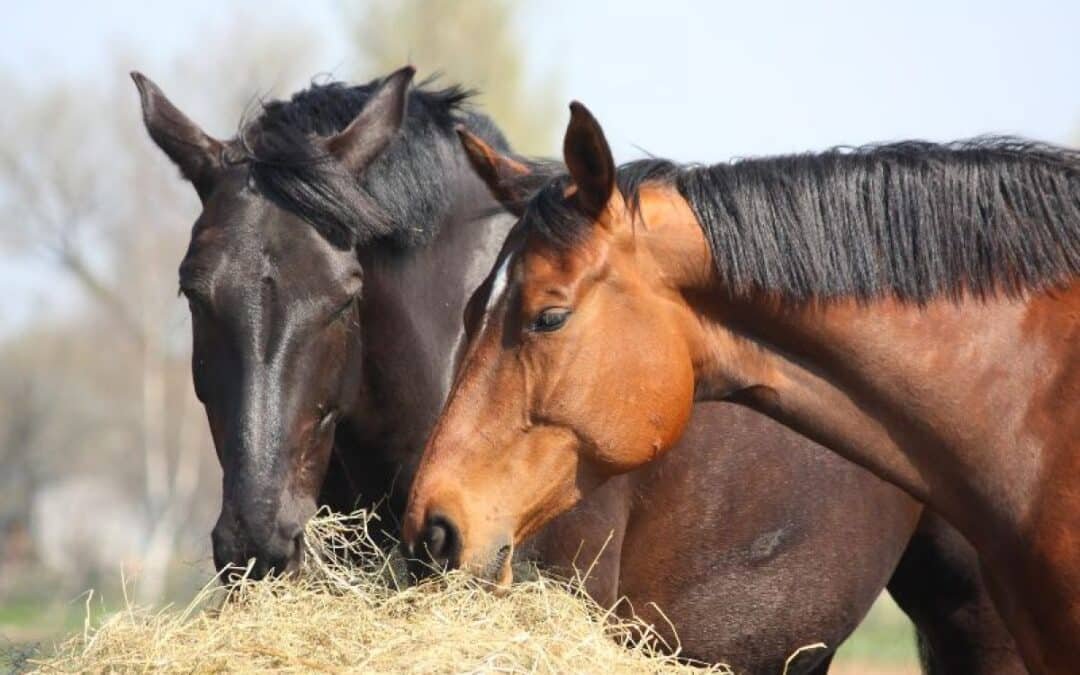 Consejos para preparar a tu caballo frente a los cambios de temperatura otoñales