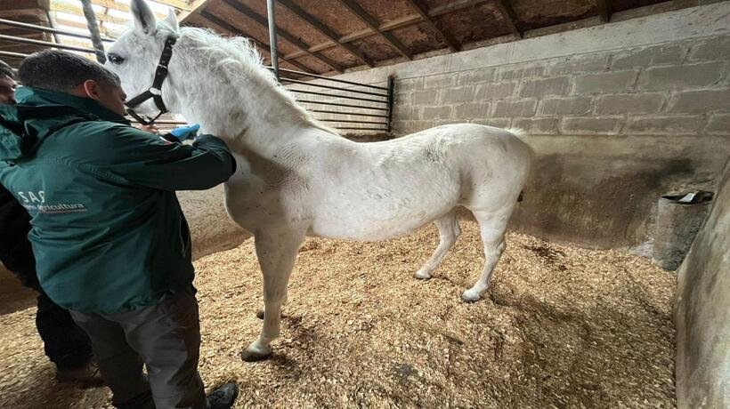 Detectados nuevos casos de anemia infecciosa equina en Chile