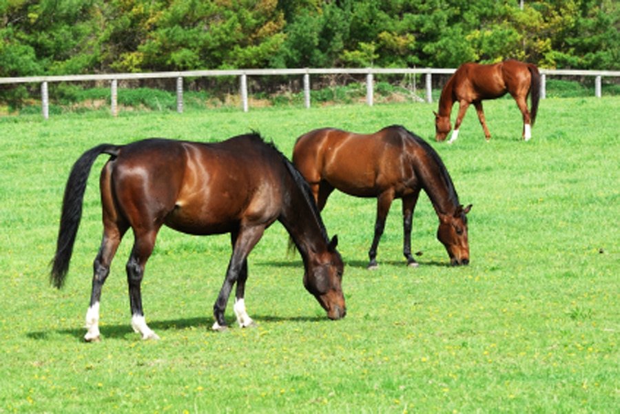 Adaptación de la cuadra y paddocks a las altas temperaturas