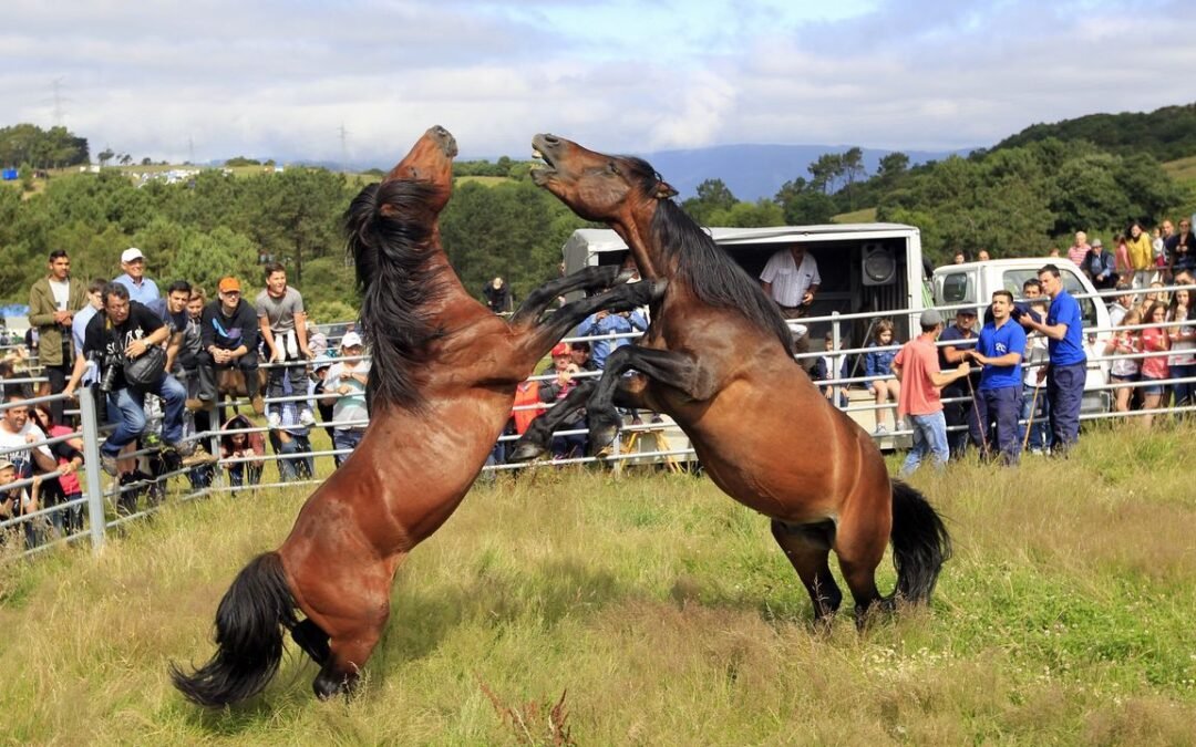 Celebrada a Rapa das Bestas un año más