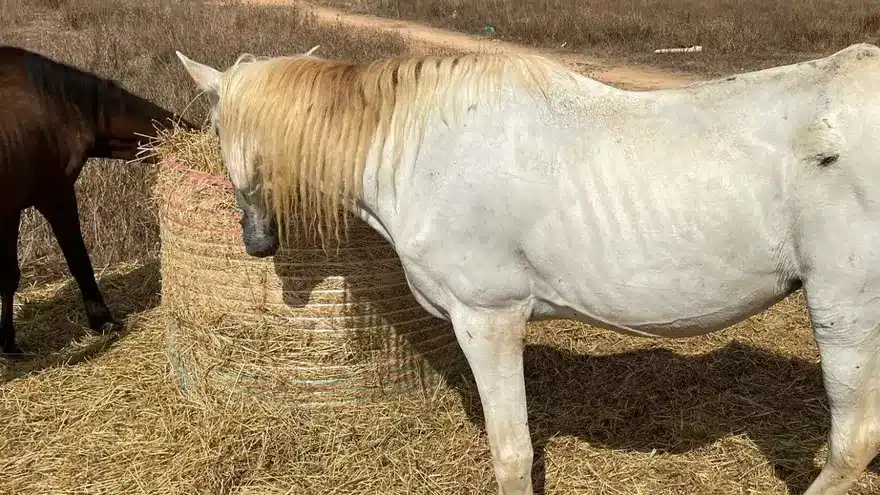 Rescatan a dos yeguas en estado crítico en una finca de Palma