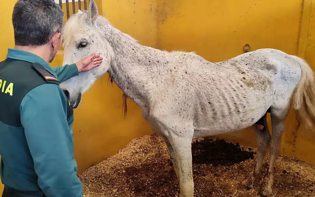 El Ayuntamiento de Oliva investiga un presunto fraude con la comida de caballos
