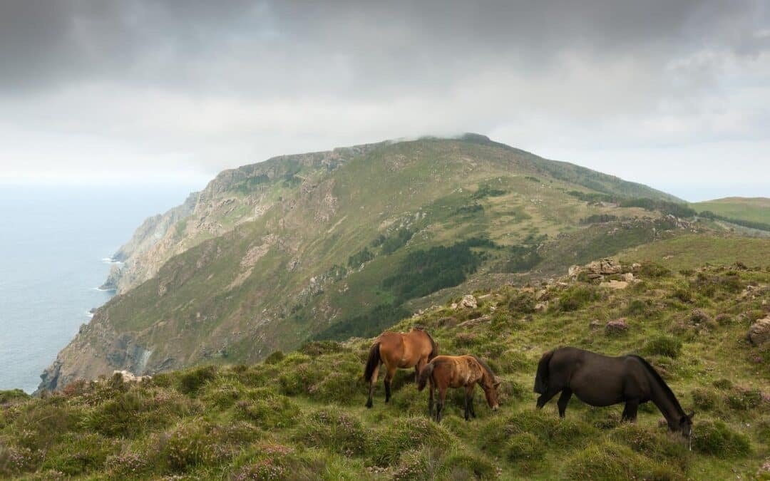 Los caballos salvajes, aliados clave en la prevención de incendios