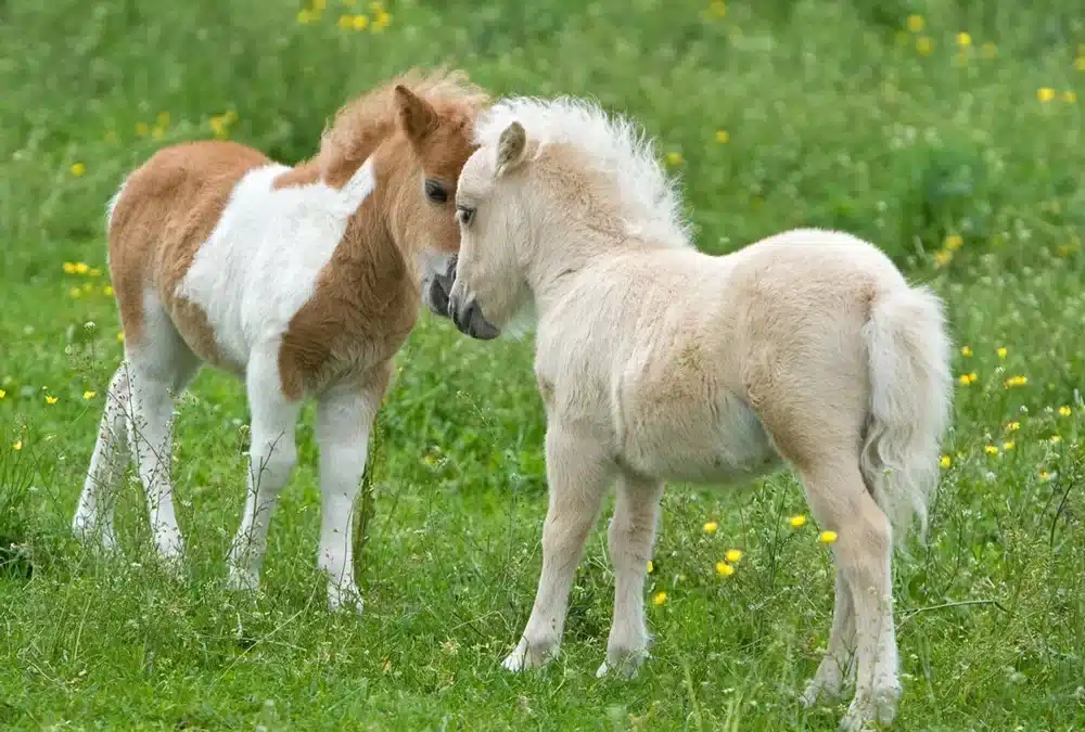 ¿Se pueden montar los caballos Falabella?