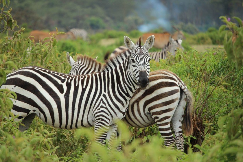 ¿Hípica, pero con cebras? ¡Os contamos!