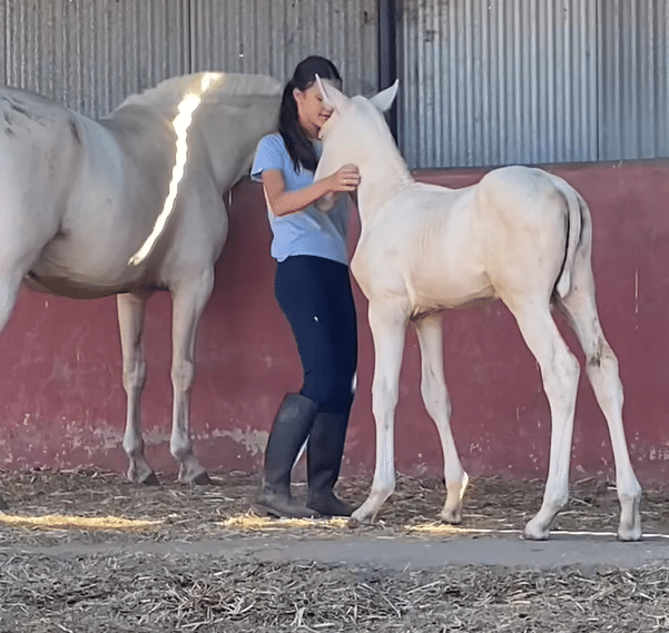 Robado un potro albino en la Ribera (Huelva)