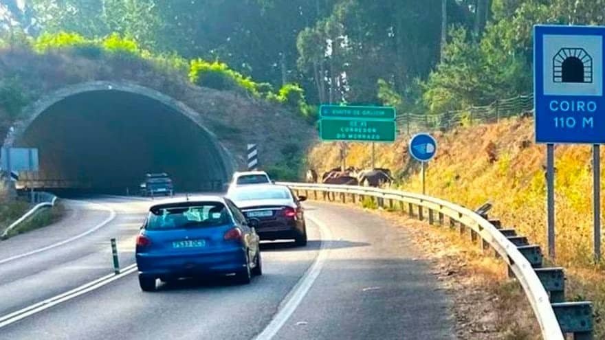 Manada de caballos invade la Autovía do Morrazo y provoca un corte de tráfico