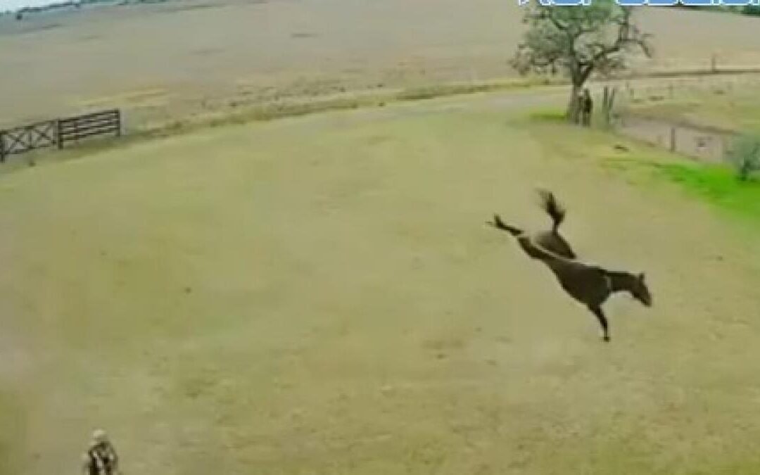 Un granjero salva la vida de su caballo practicándole la RCP tras un grave accidente