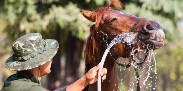 Guía para gestionar el estrés térmico en competiciones ecuestres
