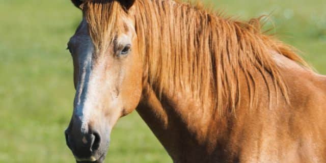 El valor de conocer el cuidado de nuestro caballo mayor
