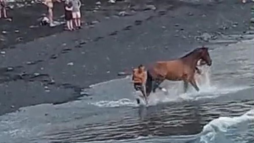 Un caballo se da un chapuzón en una playa del norte de Tenerife ante la sorpresa de los bañistas