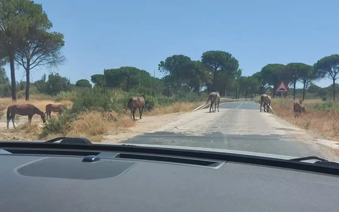 Aumento alarmante de caballos sueltos en carreteras de Huelva