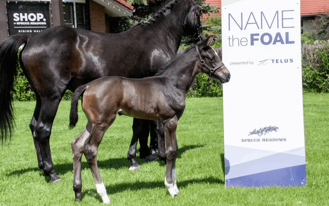 Vuelve el famoso concurso «Name the Foal» de Spruce Meadows