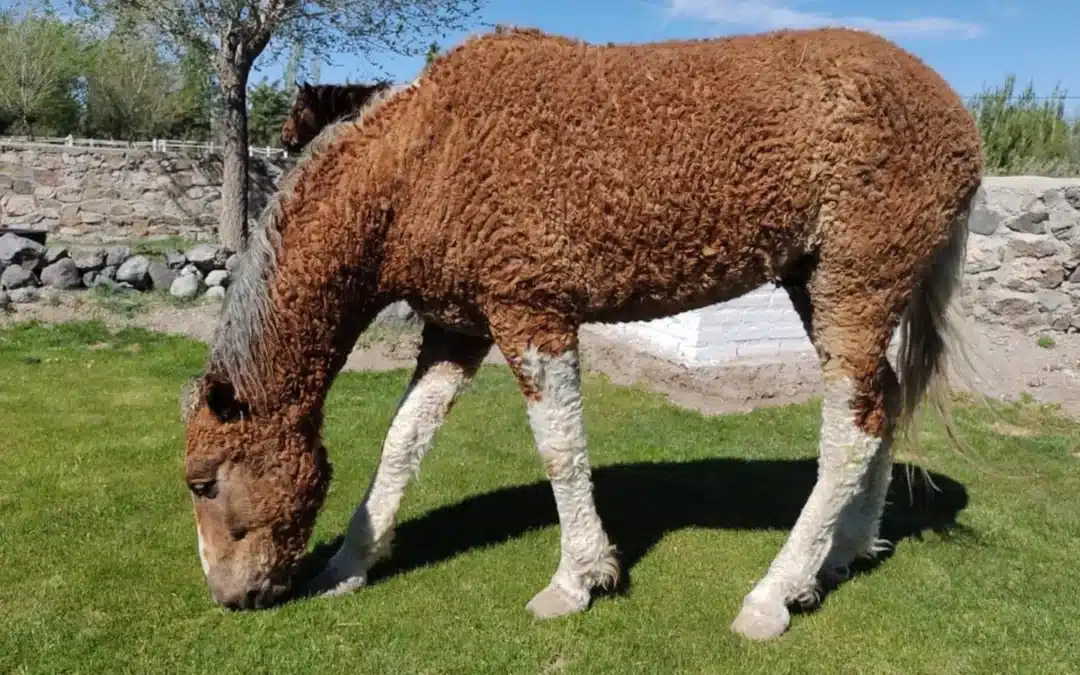 Caballos rizados de la Patagonia, el enigma que fascinó a Darwin