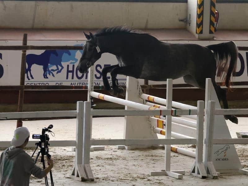 Cova de Capellán también destaca como yegua madre