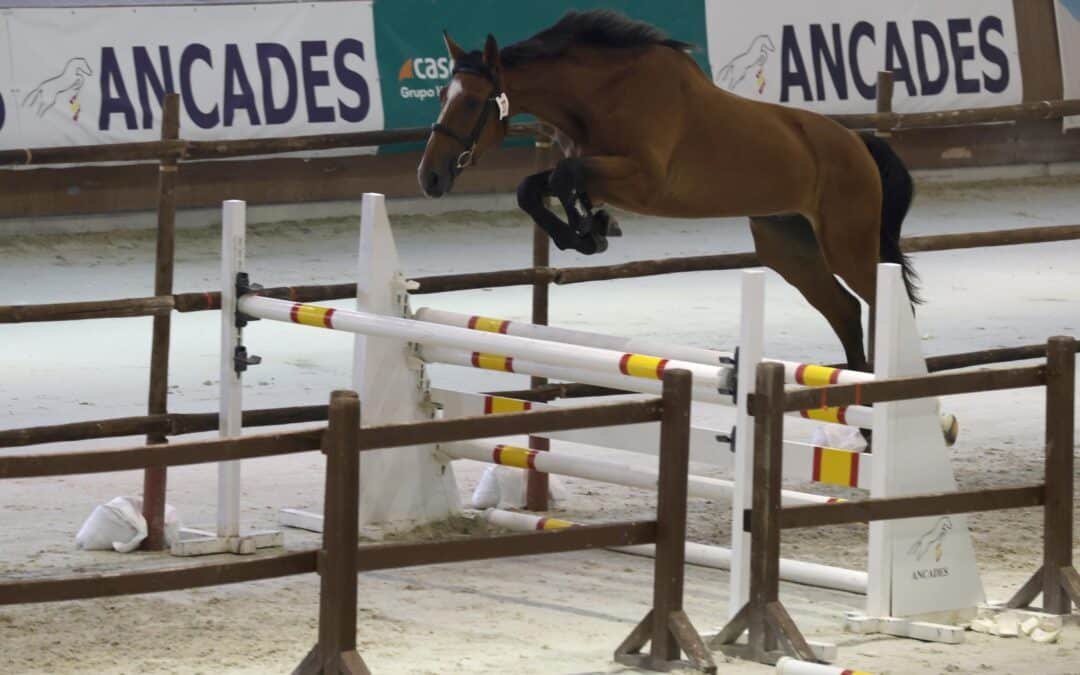 Yeguadas que participarán en el XXXIII Concurso Morfológico de ANCADES