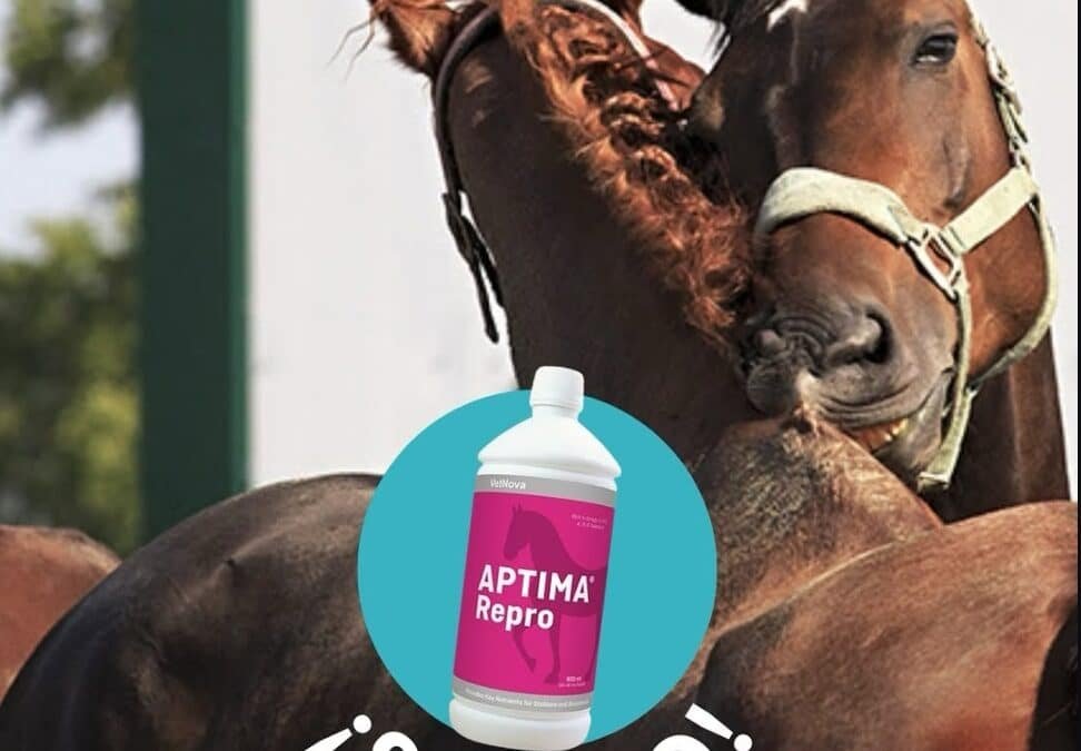 Sorteo para cuidar la fertilidad equina con ENL y VetNova