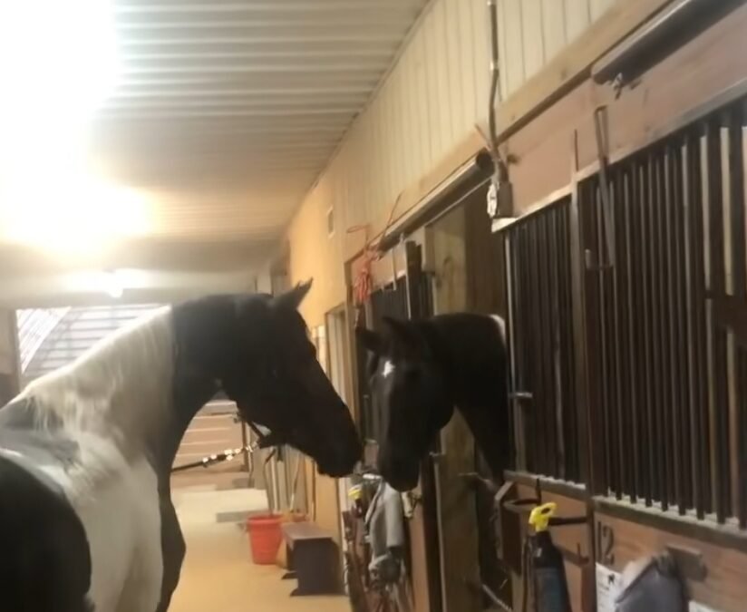 Un reencuentro lleno de emoción entre dos caballos hermanos terminó en una pérdida que nadie esperaba