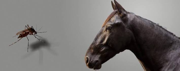 Detectado el primer foco de Fiebre del Nilo Occidental en équidos en Extremadura en 2025