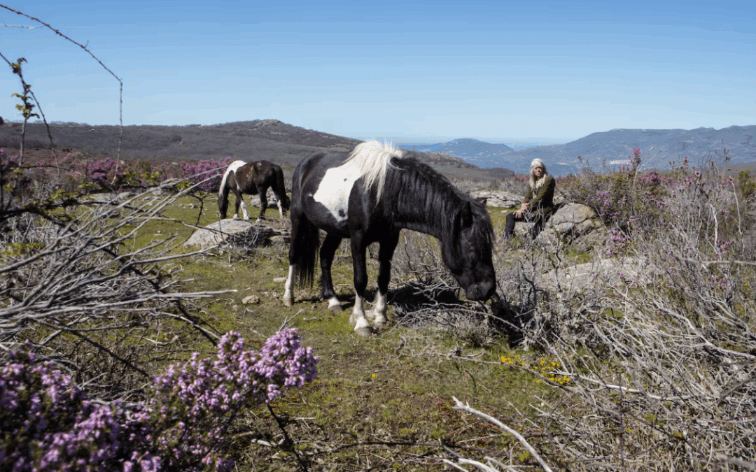 La observación de caballos en libertad revoluciona la doma en Extremadura