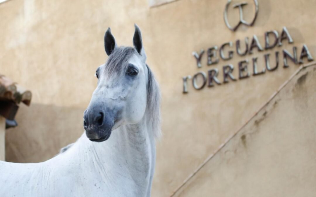 La gran estrategia de marketing de Yeguada Torreluna