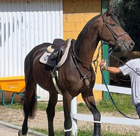 Nuevo refuerzo para Armando Trapote
